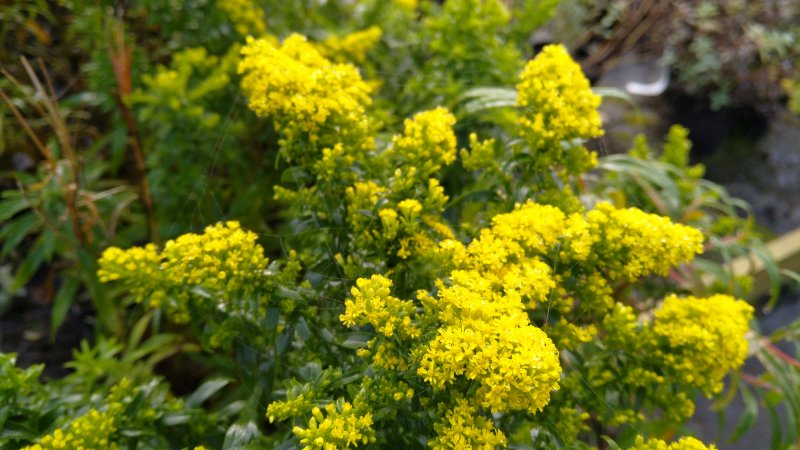 Solidago 'Laurin'